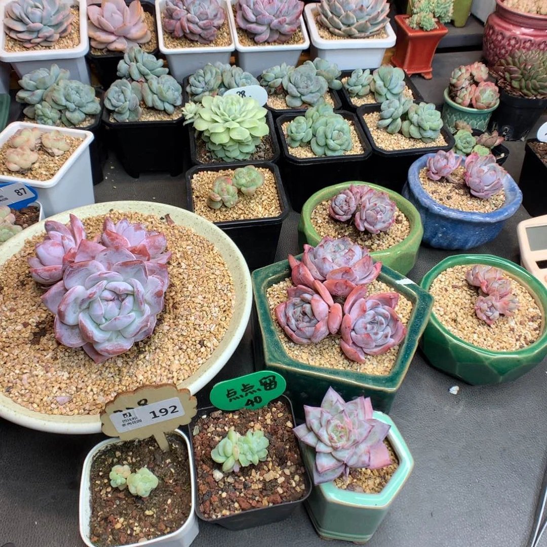 …***192一物一拍多肉植物