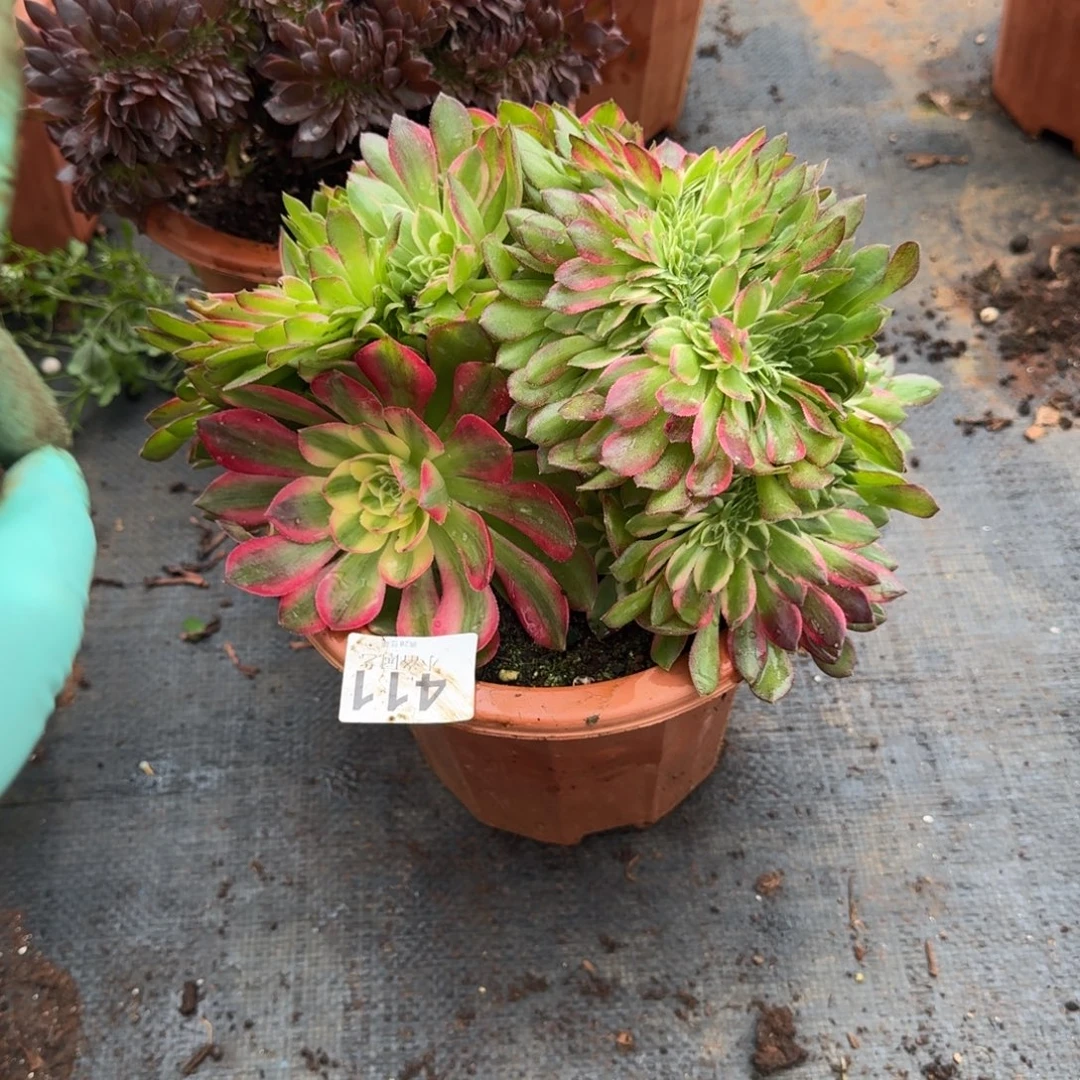 411海王缀化多肉植物满28包邮