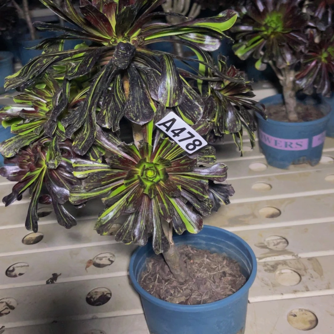 水墨丹青7//32包邮瑕疵