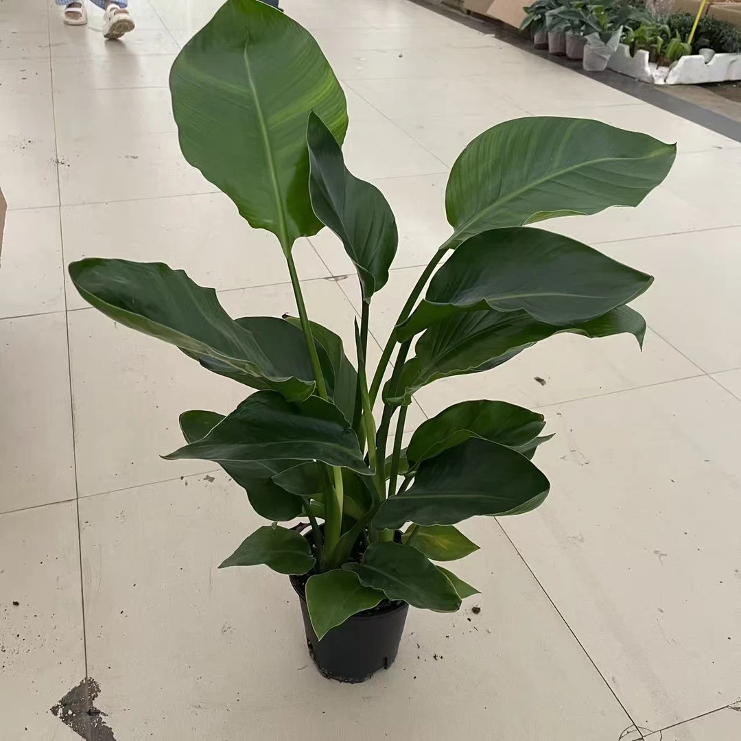 160精品天堂鸟绿植盆栽
