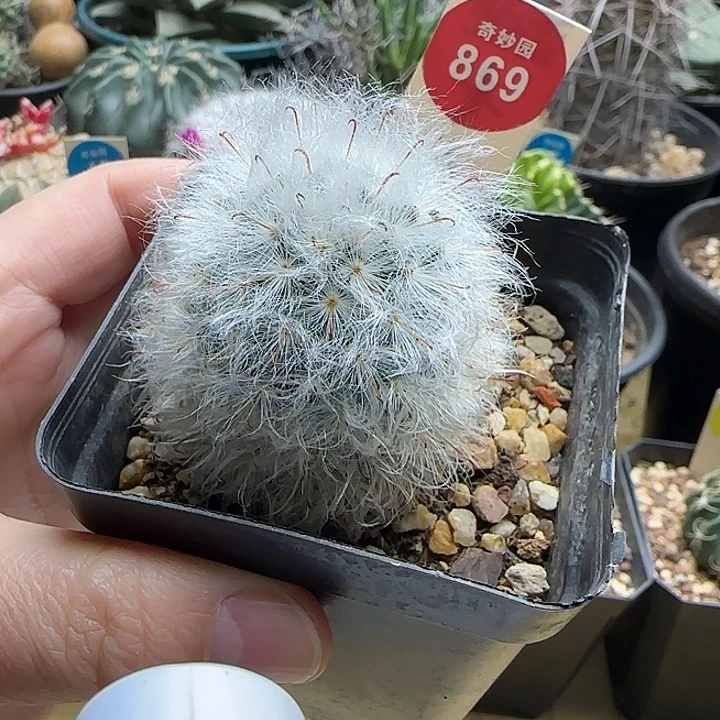 实生浓毛白云高砂一棵3688