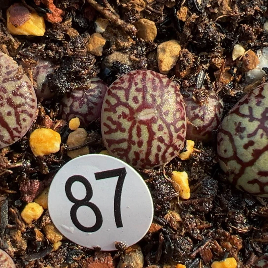 多肉植物11111111111111