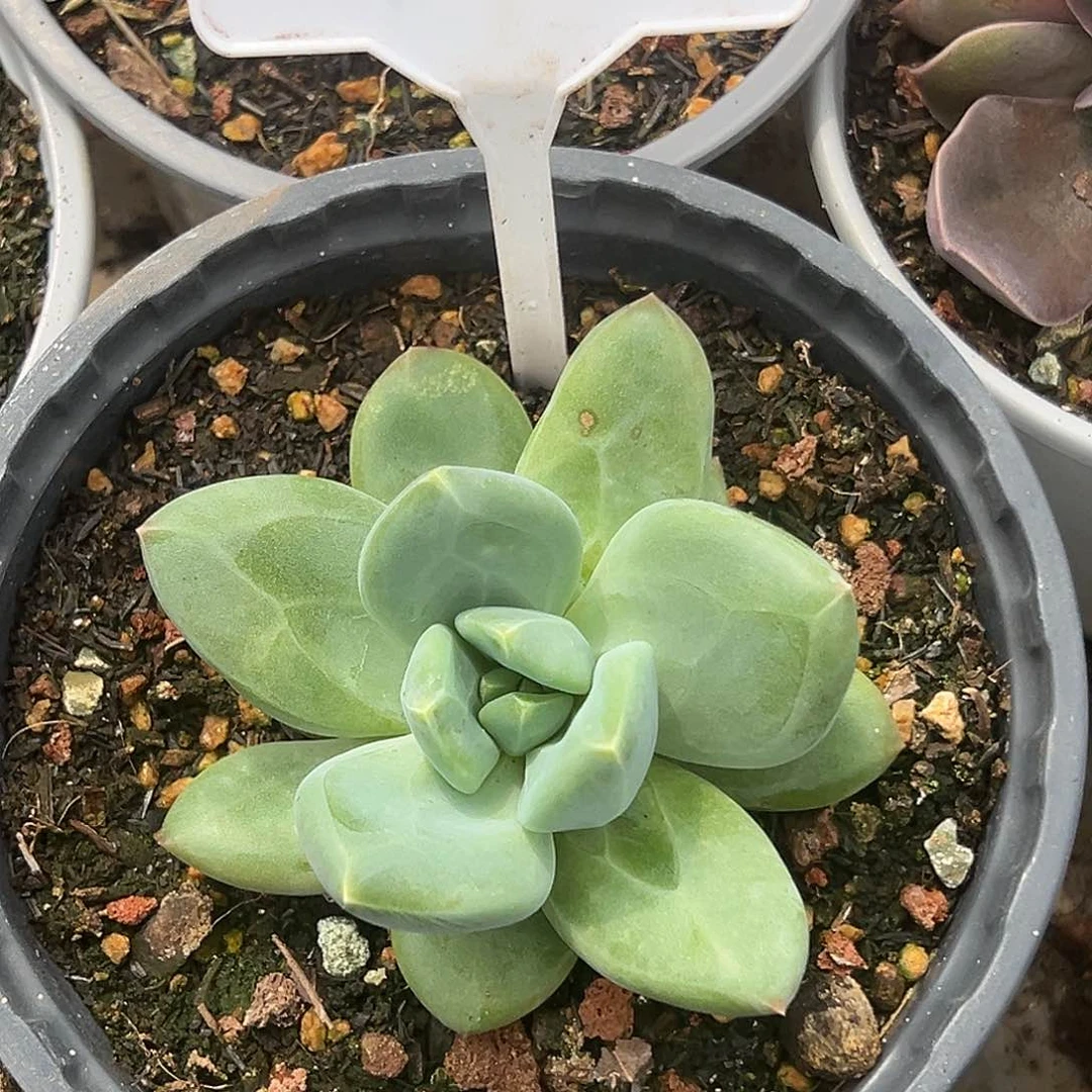 海洋之歌多肉植物016