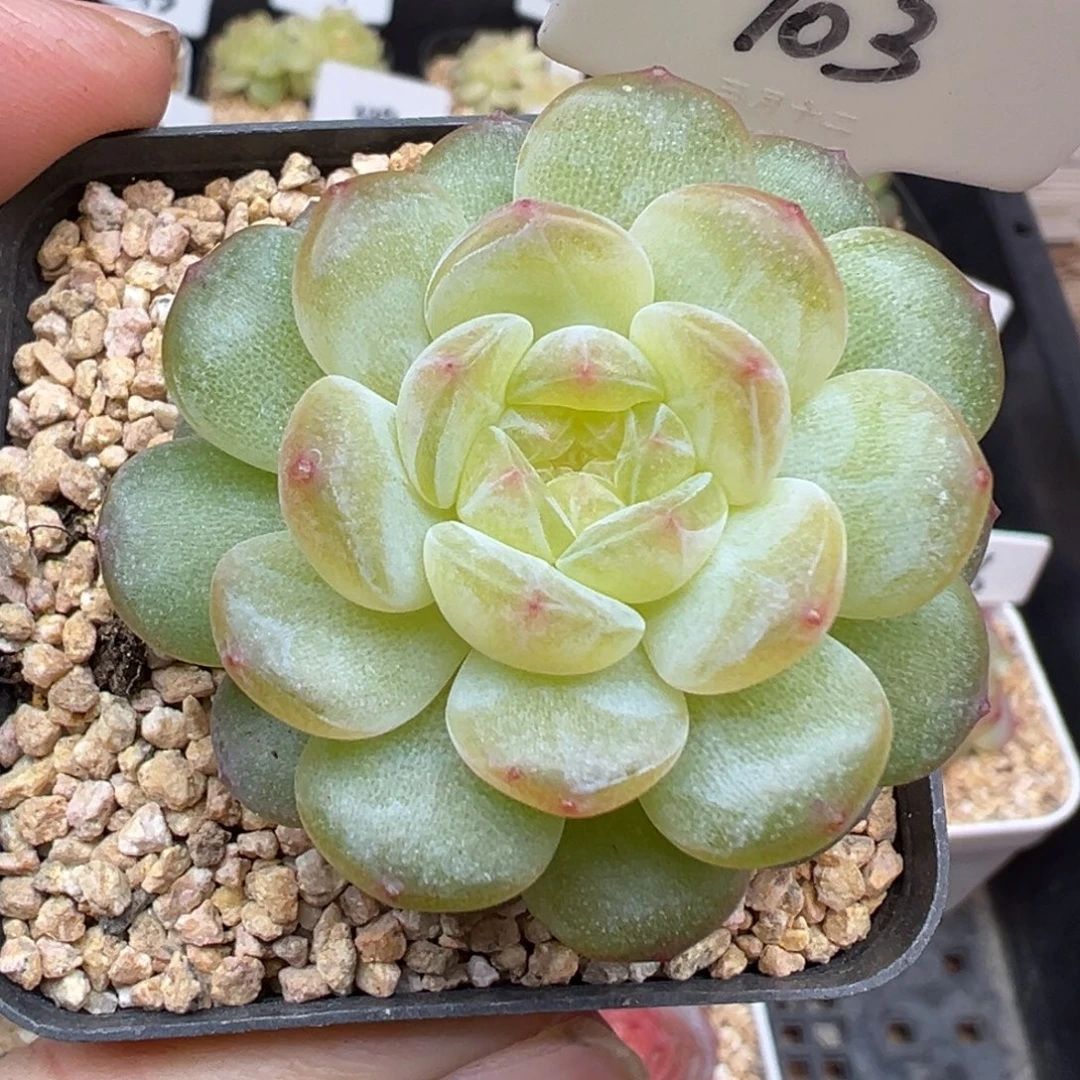 703号风花雪月系列清浅