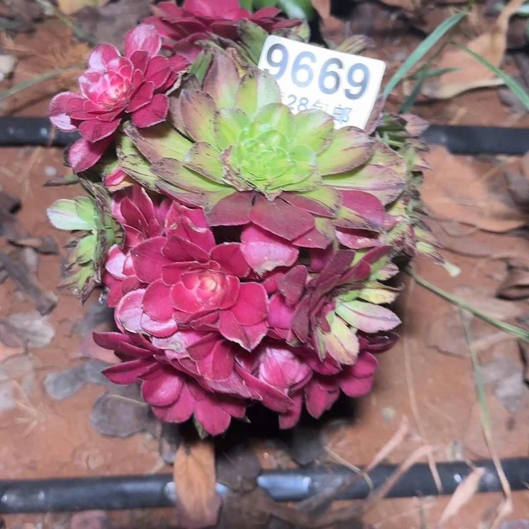 669 知否无根多肉法师植物