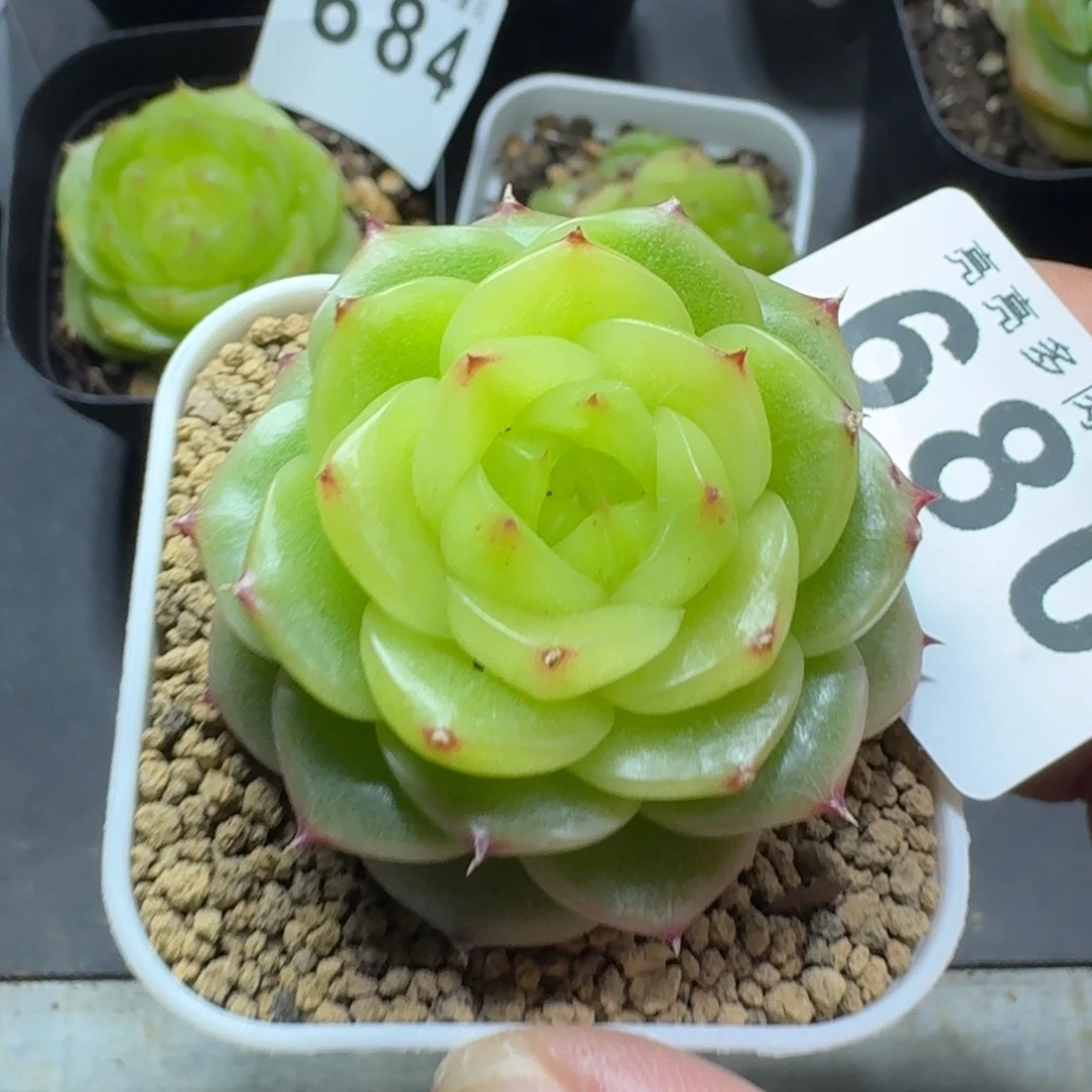 杜若珍妮        精美多肉植物