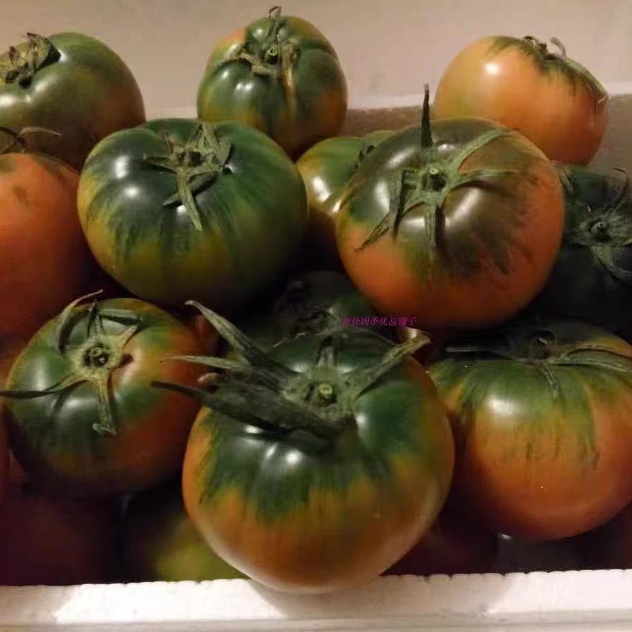 （众恩家庭农场）天津水果西红柿3/5斤装±2两新鲜天津市