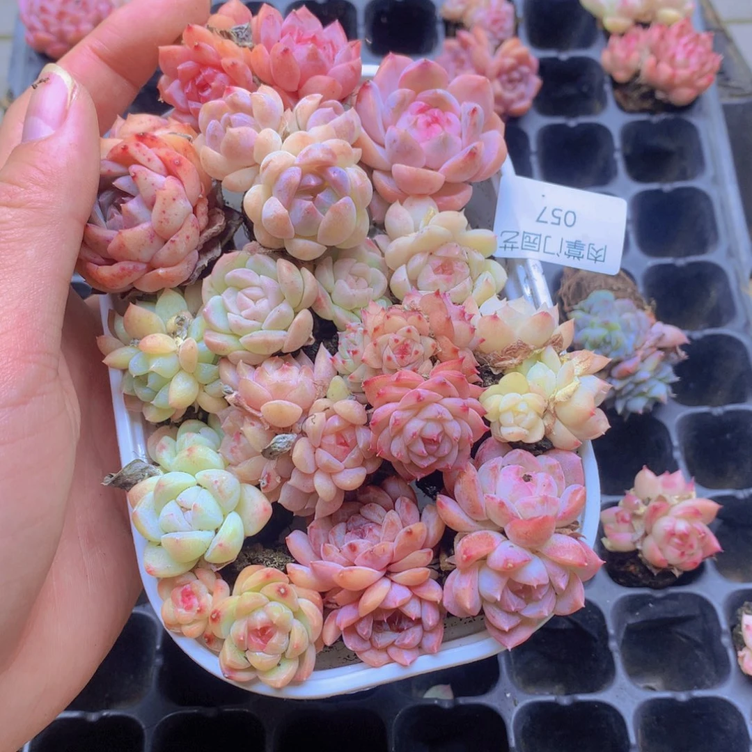 我要去看你了啊057