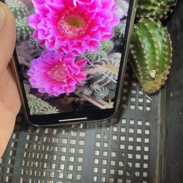 260彩草芙蓉歪无根侧牙4公分左右