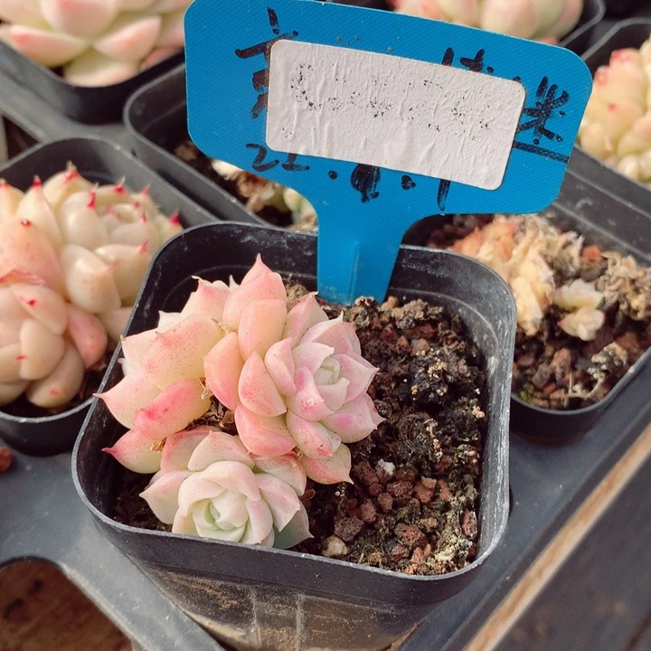 女王5cm不包整群