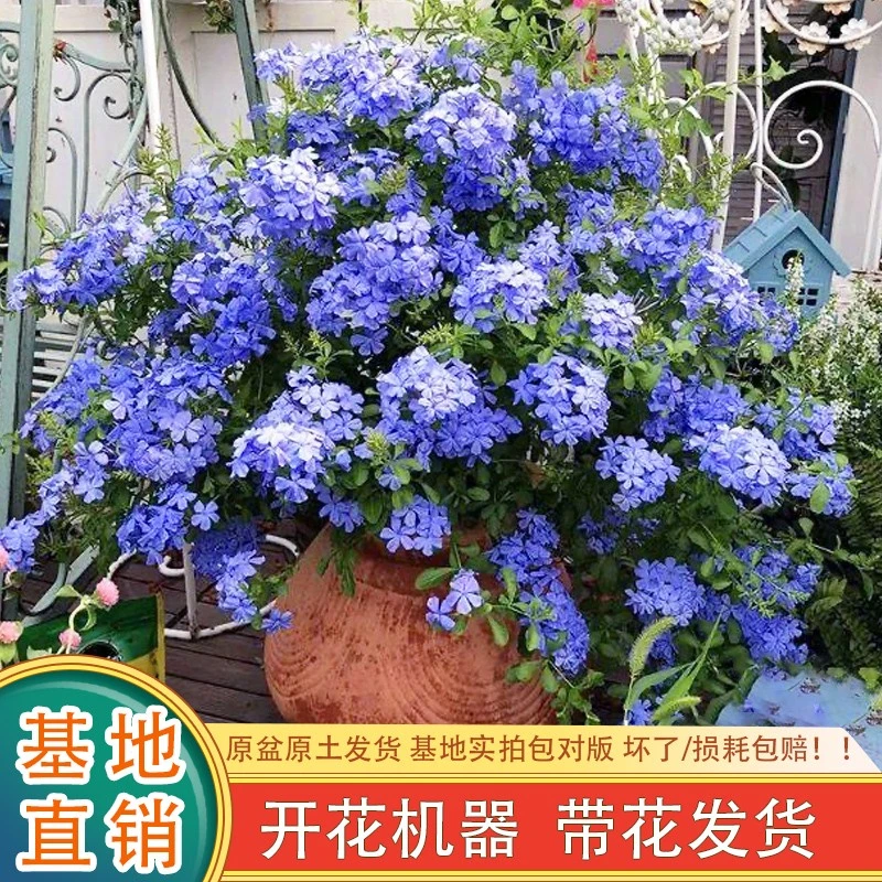 【蓝雪花】阳台好养易活盆栽花卉植物