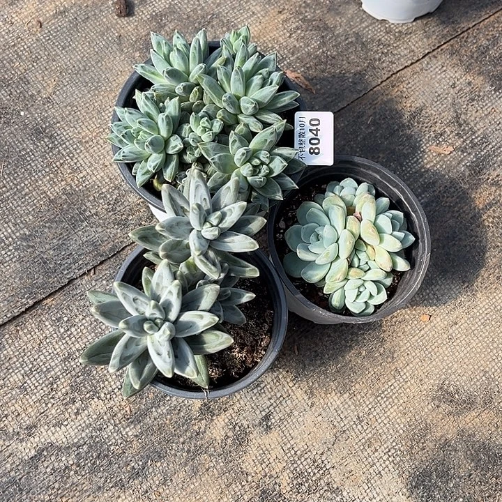 孙***肉阿雅园艺。        8040