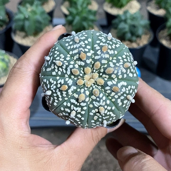 雪***胡超兜实生脱土发货