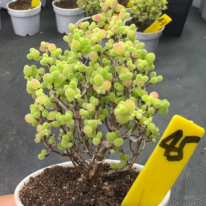 45彩色蜜橘。一物一拍