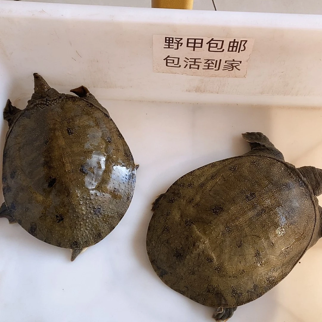 中国大陆野生甲鱼包邮