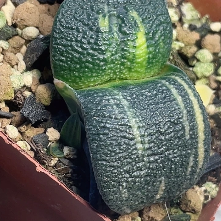 卧牛锦一物一拍2号