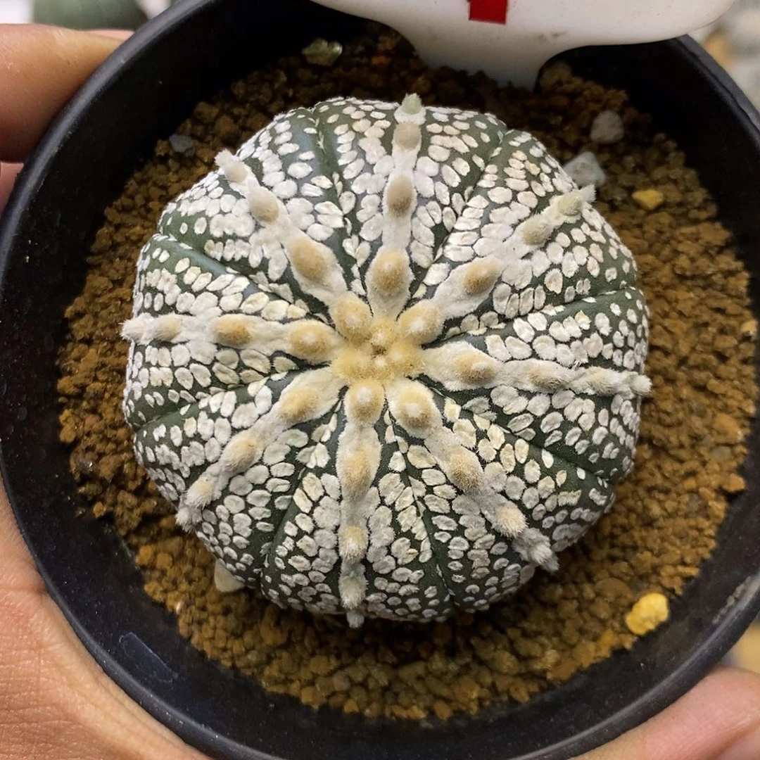 1奇迹福利特价啦来袭