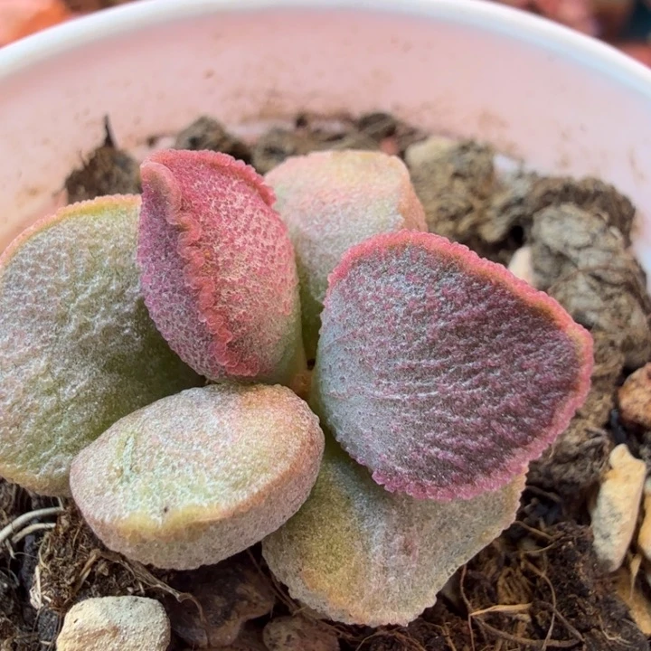 一物一拍。 感谢大家支持