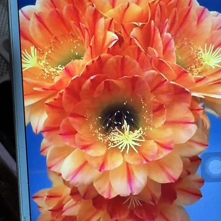 火焰魔术侧芽5公分左右毛花柱（20包邮）