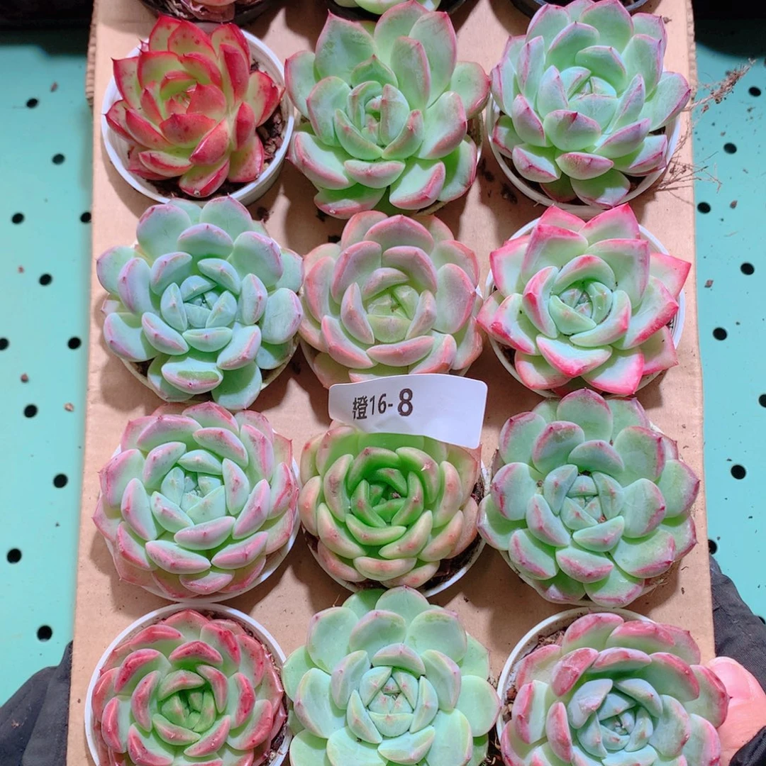 16-8一物一拍带盆18颗