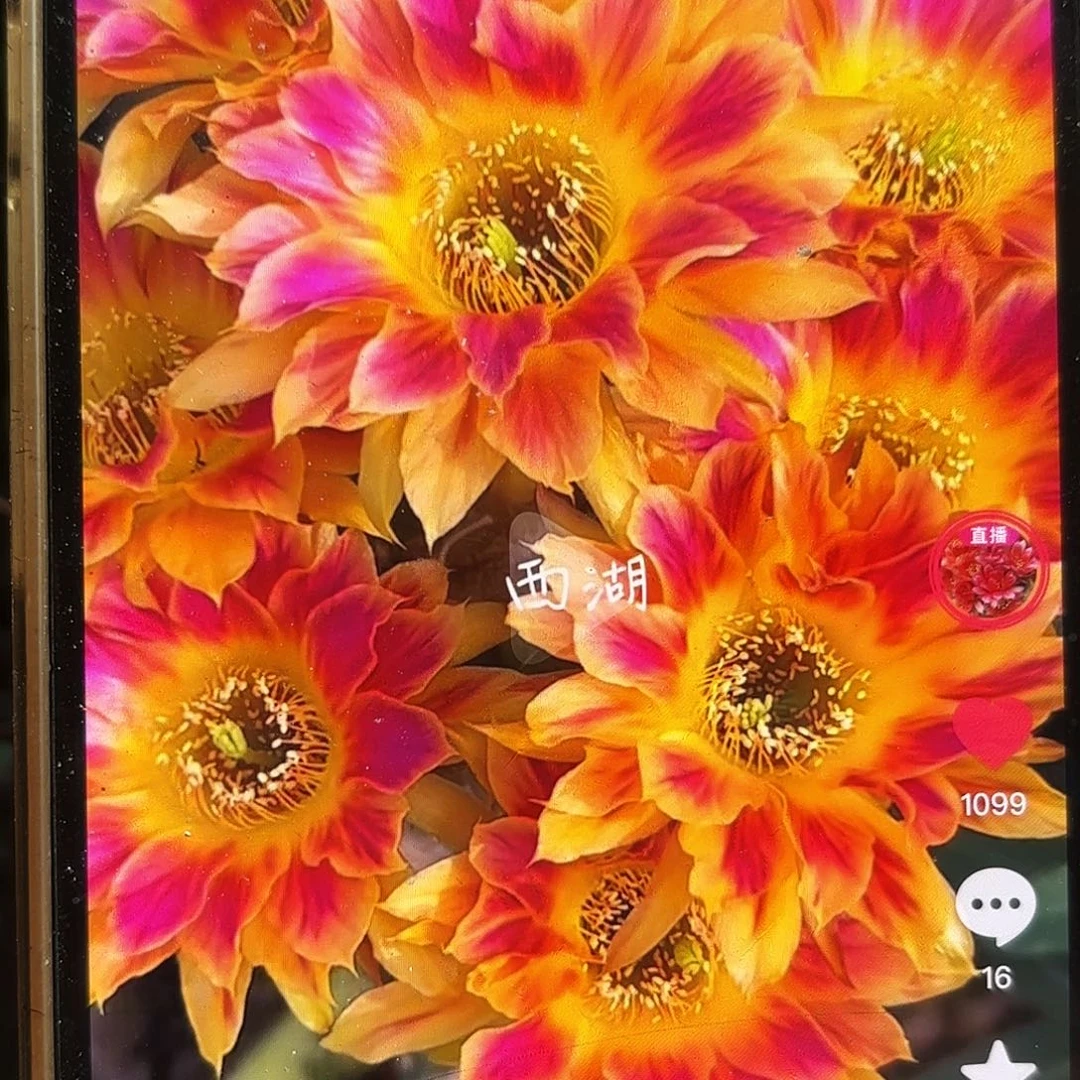 阳光明媚丽花小小侧牙28包邮仙人球41