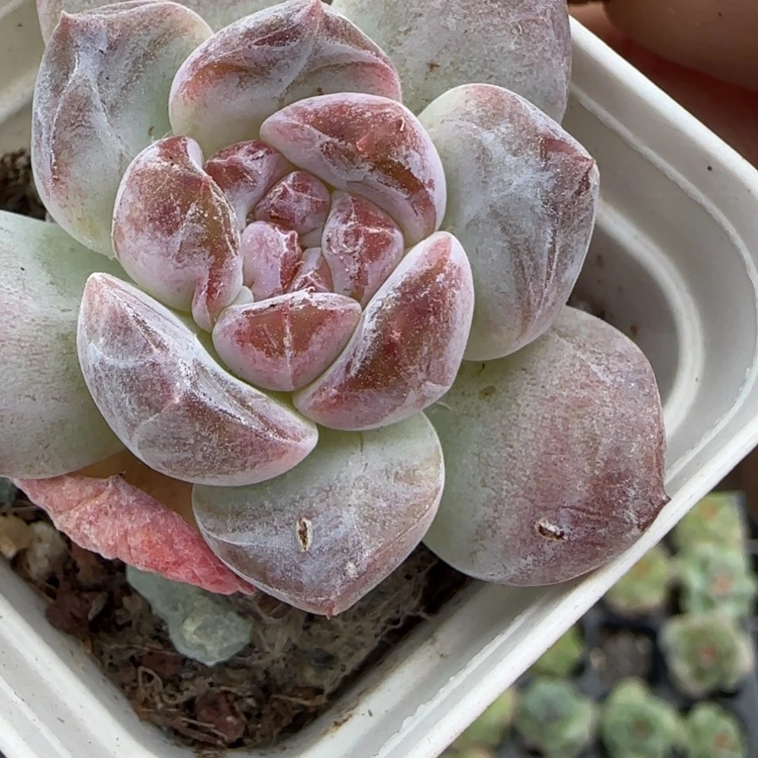 小卡拉米糖心一物一拍