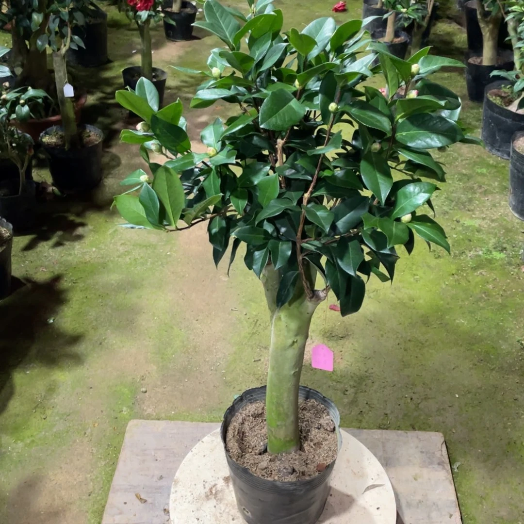 完全开放姚黄魏紫