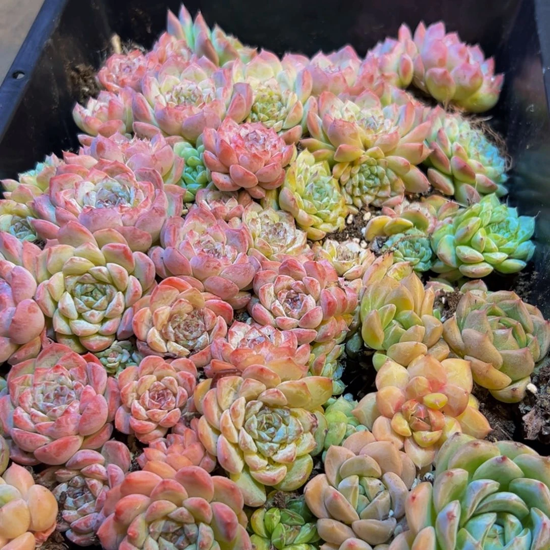 190的人了吧哈哈哈哈哈哈哈哈哈哈哈哈哈笑