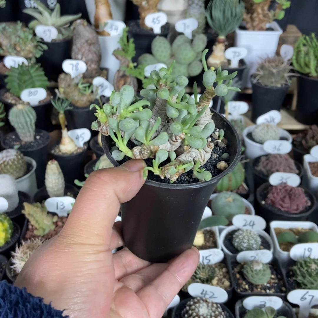 卡拉菲后盾菊一个