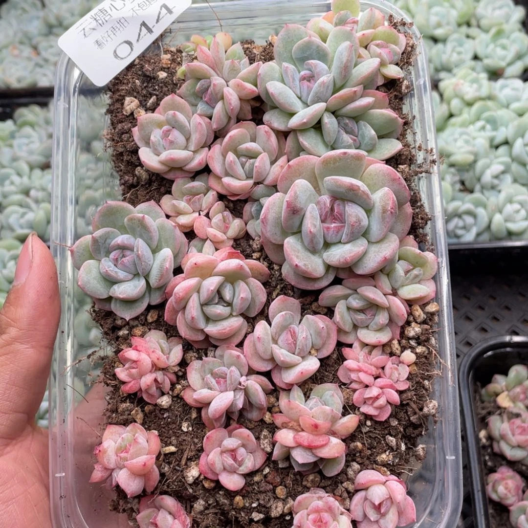 云糖心多肉植物44
