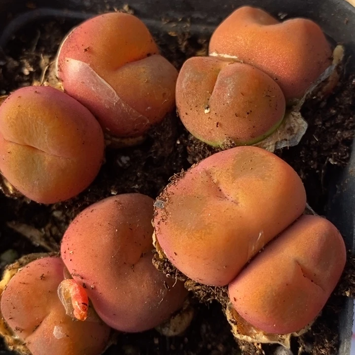 2423双头水蜜桃一颗