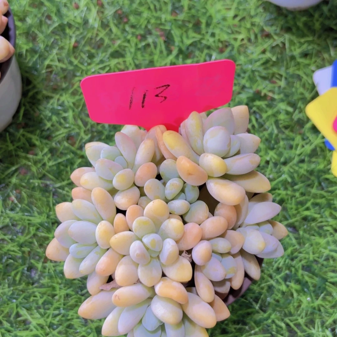 我的小可爱小可爱小可爱