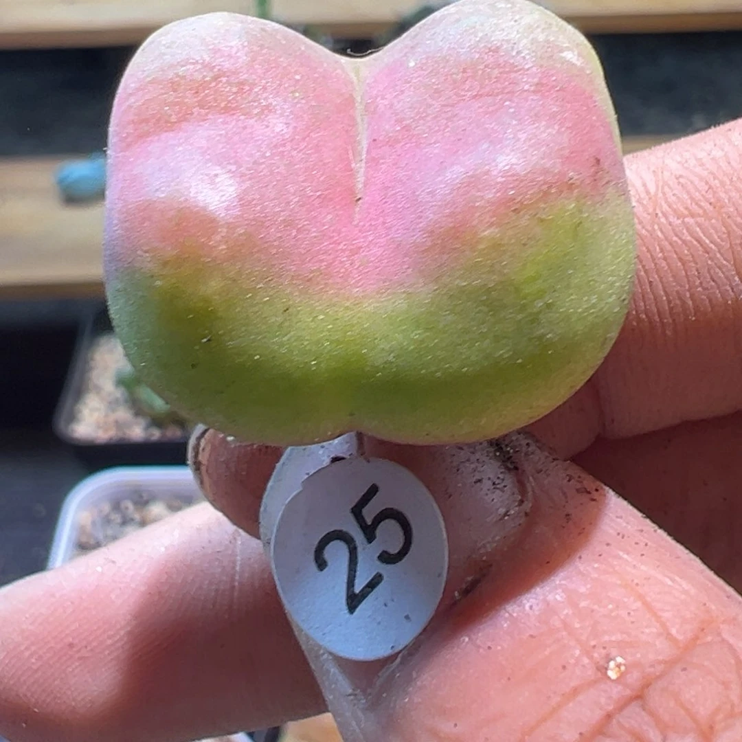 多肉植物111111111111