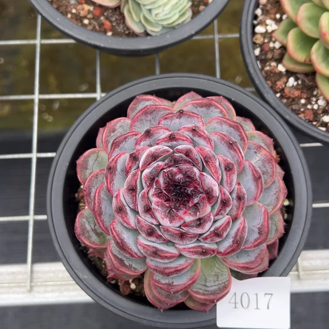 o**星4017肉肉肉肉肉肉肉