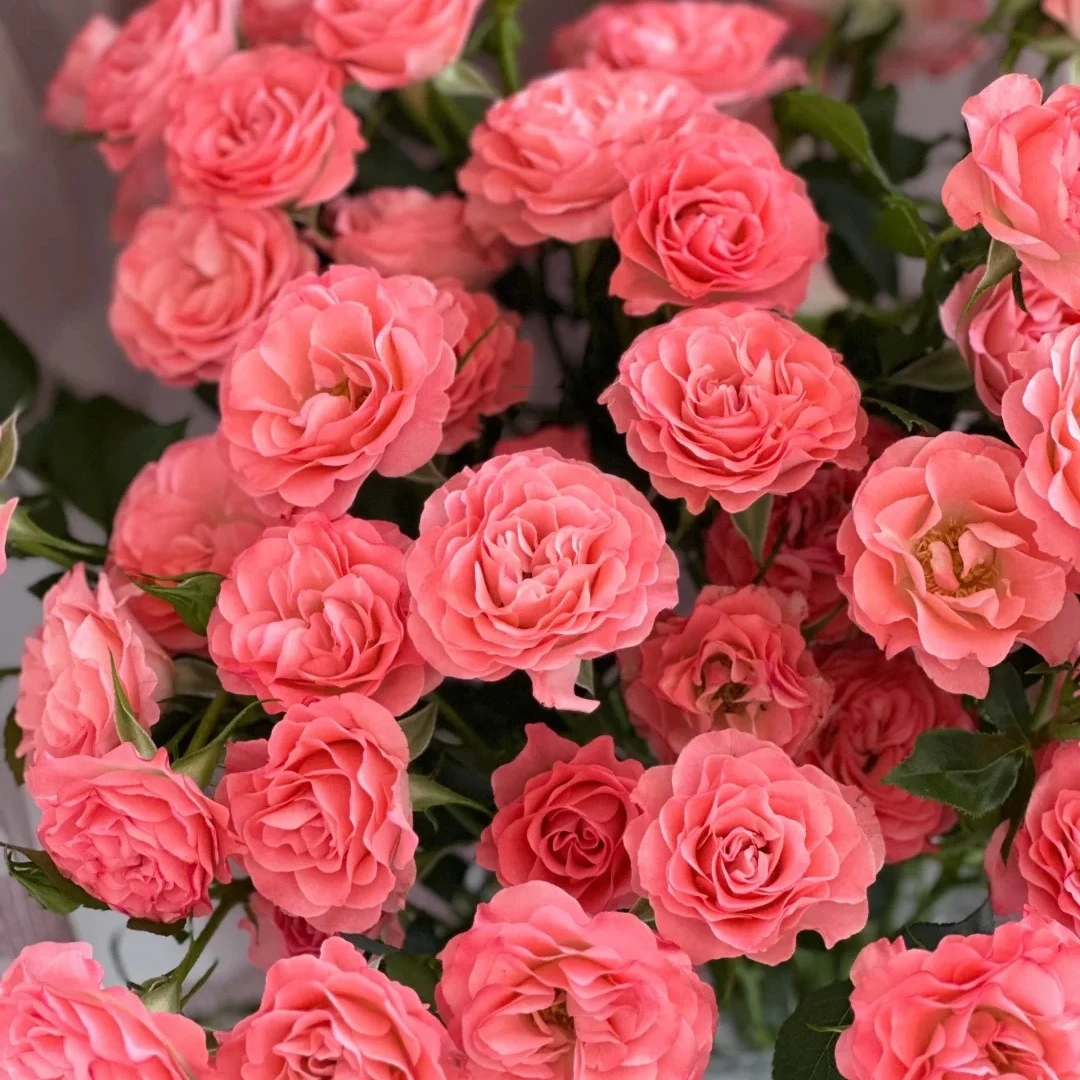 【花之物语】华尔兹玫瑰 包邮