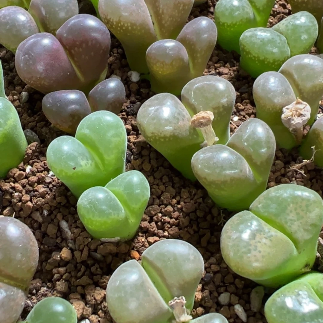 量拍双头母本风铃6颗。多肉