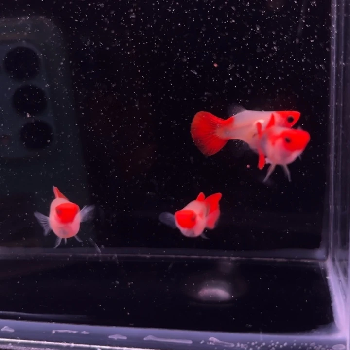 孔雀鱼深海蓝玻璃猫2对