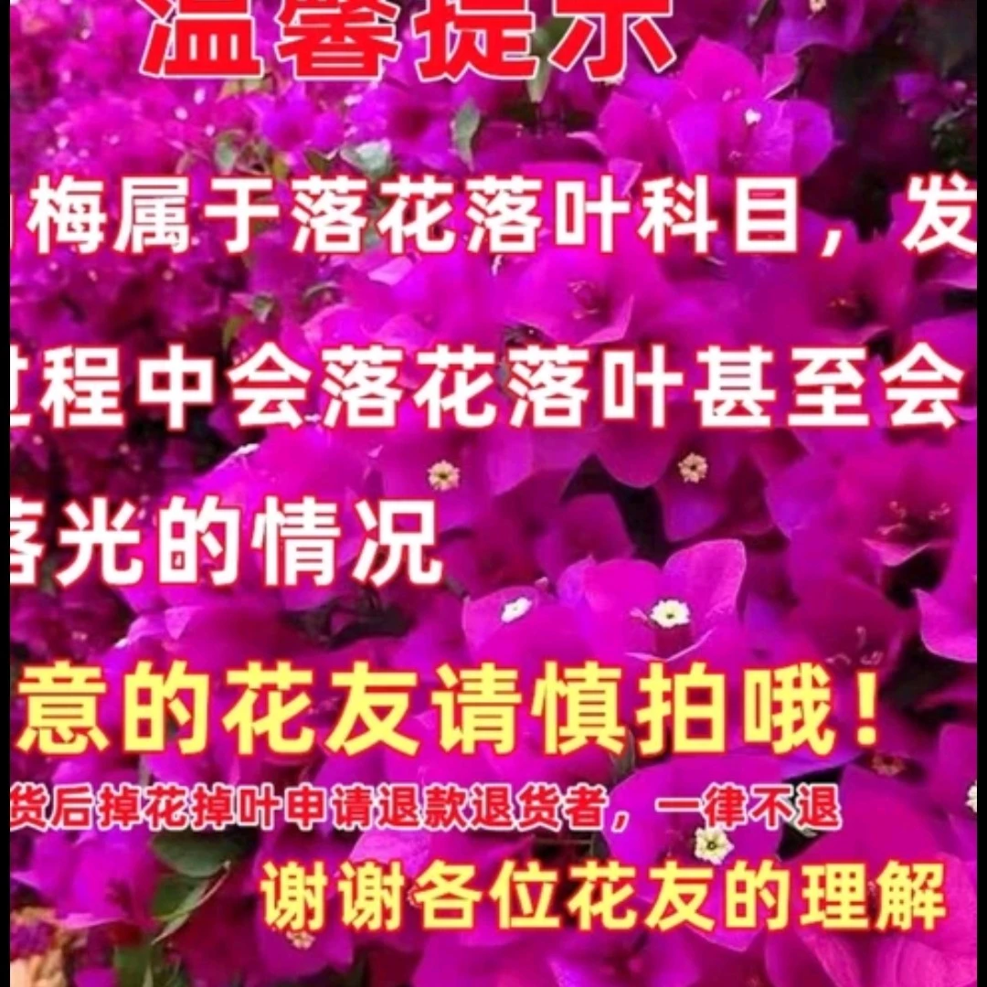 运输途中掉花落叶，严重掉成光杆，正常现象不影响存活不售后