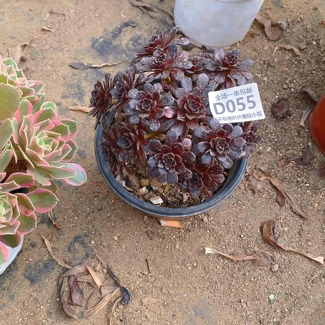 辉***g055黑珍珠多肉法师锦多肉