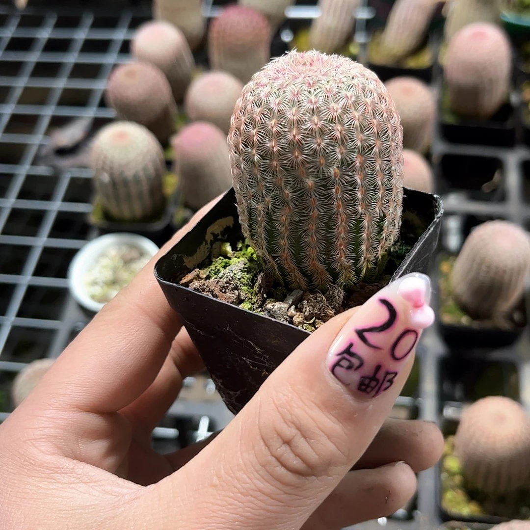 单头红太阳单头发货有根发货