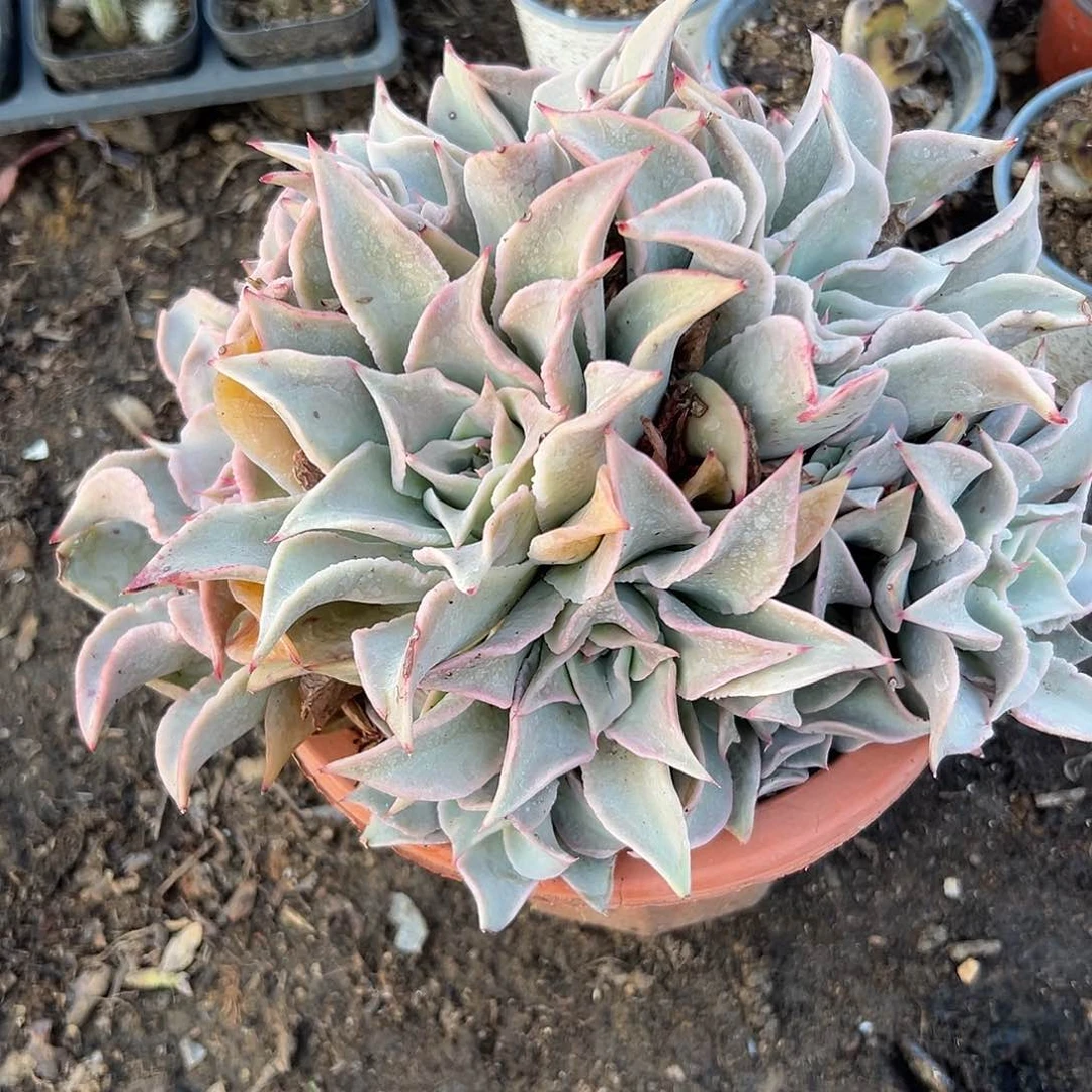 多肉植物饺子皮群