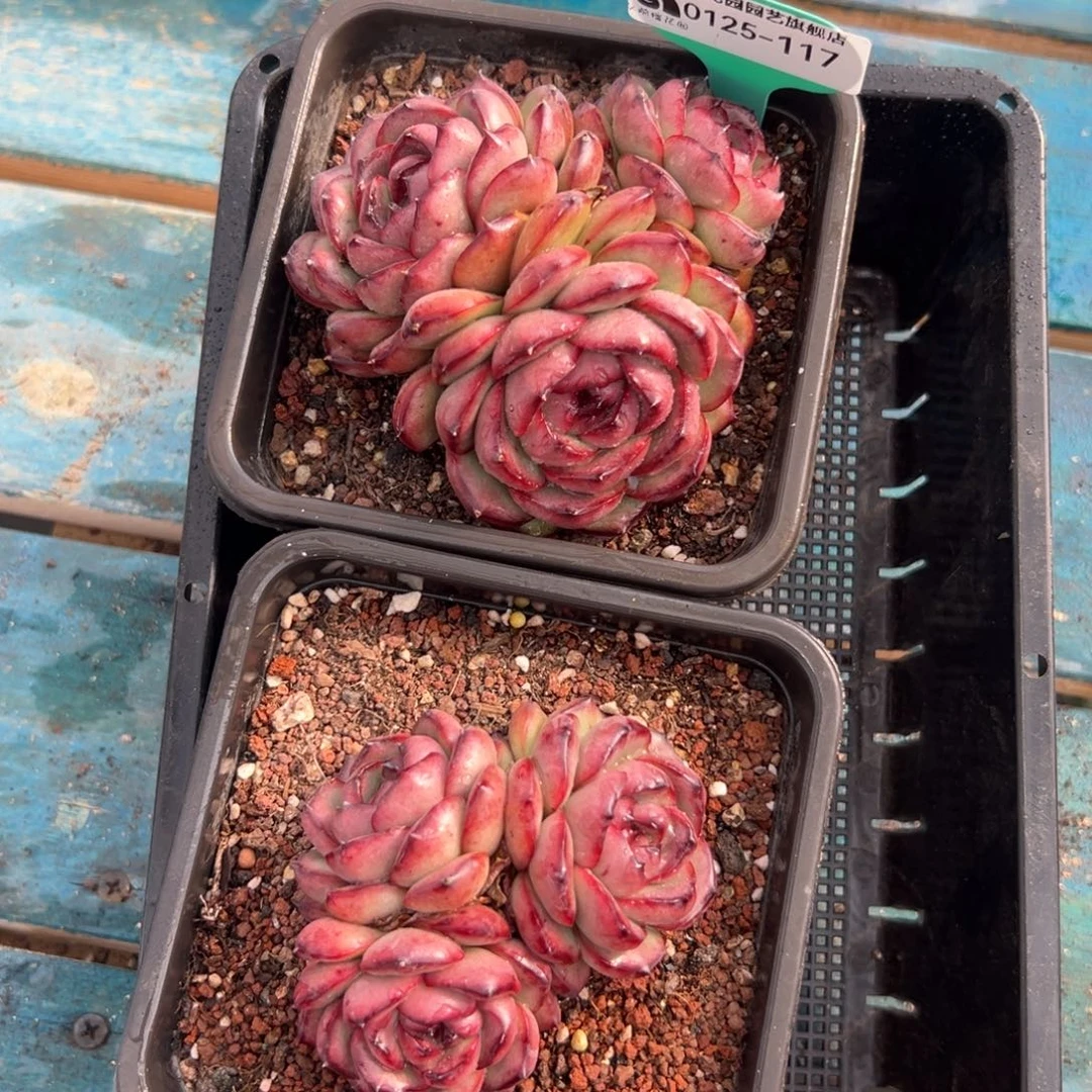 多肉一物一拍0125-117