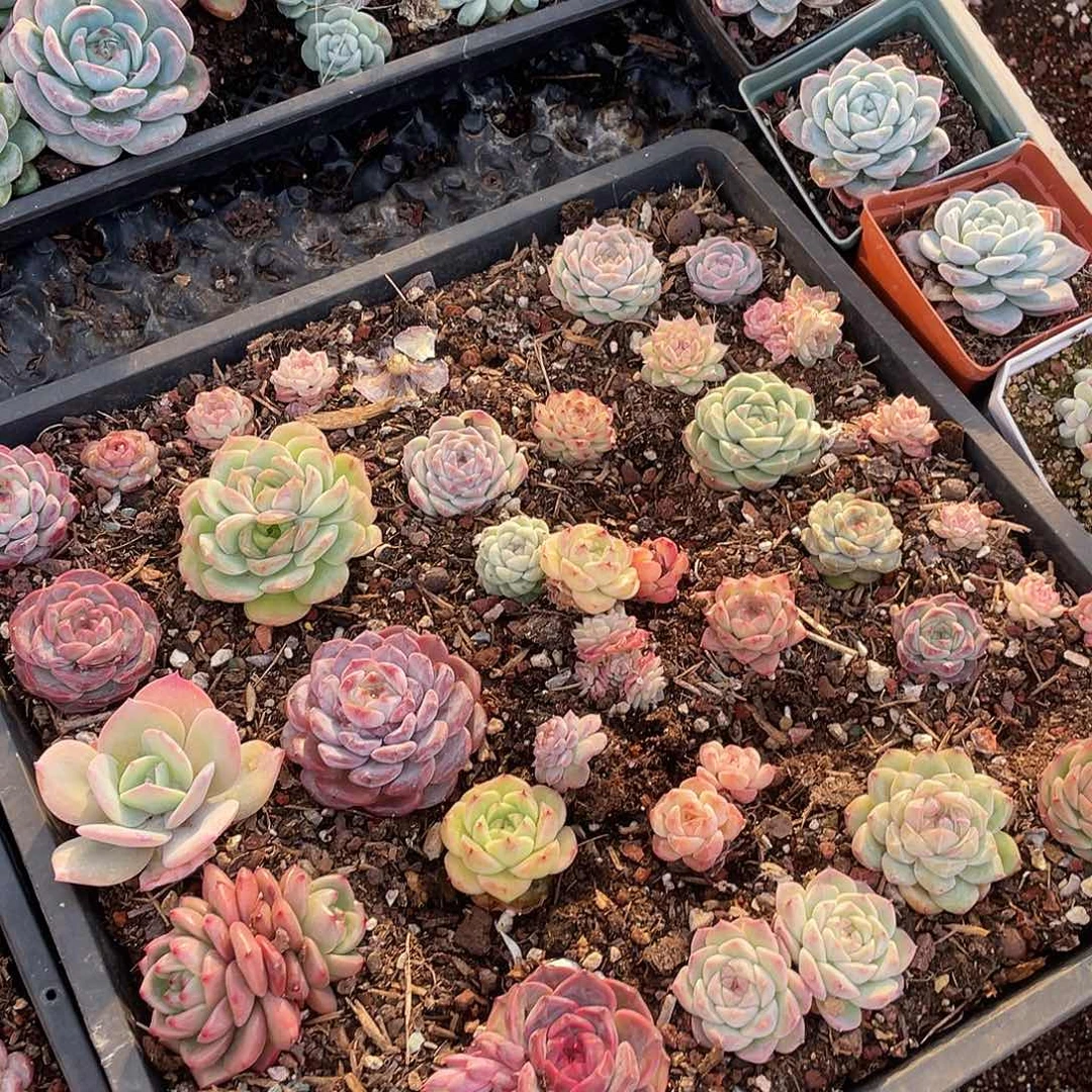 不***去274。定。