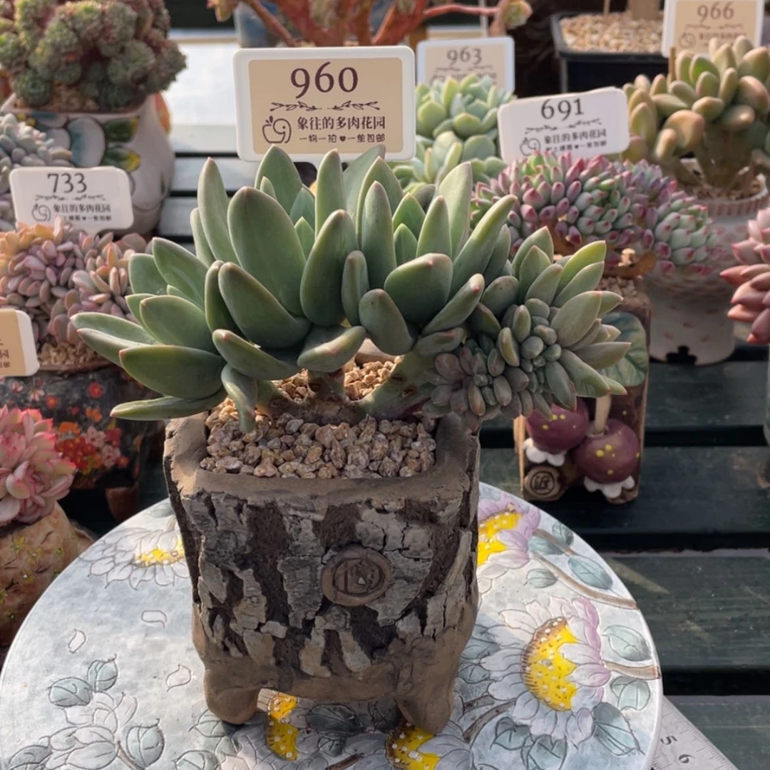 【闪购商品】海洋之歌960