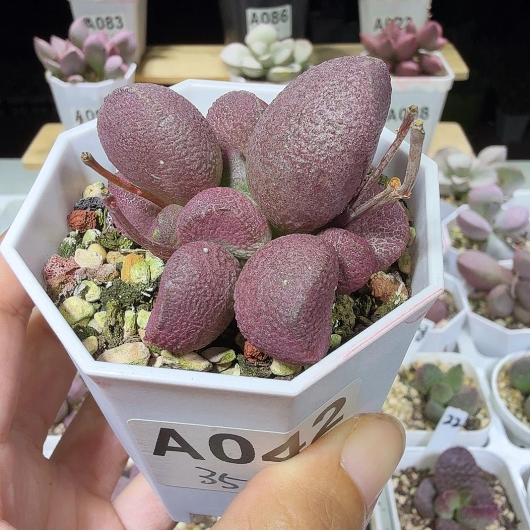 红烧肉水泡多肉植物