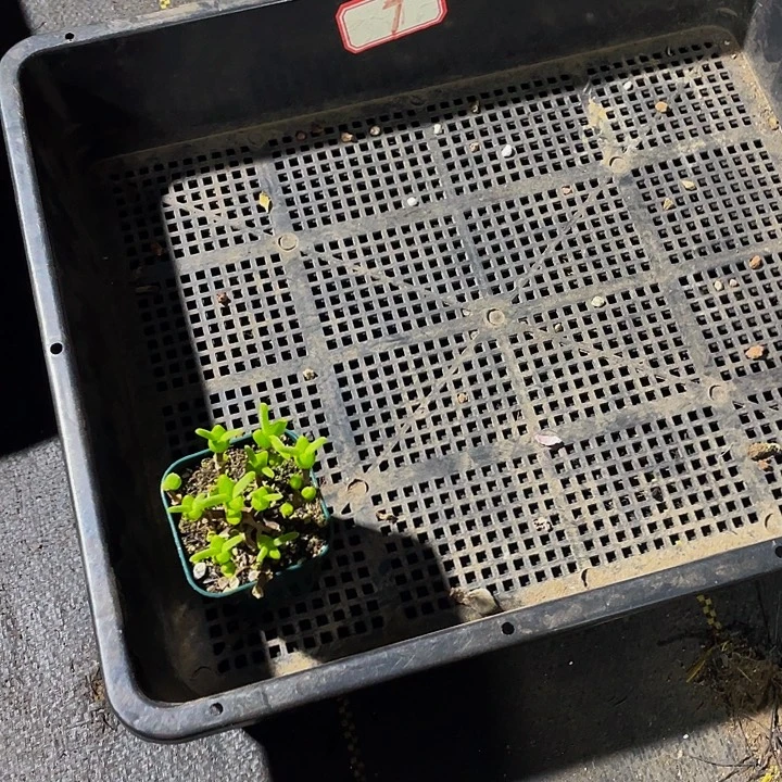 波***菊7号筐带盆人发货一个