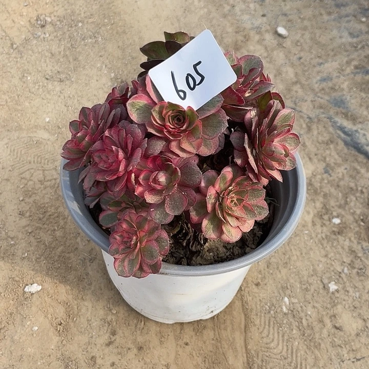 法师植物纳福法师605