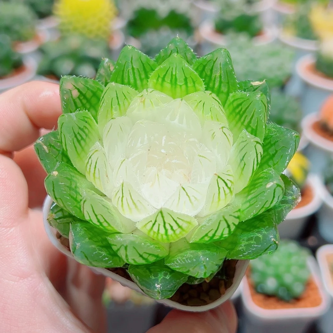 白莲花白盆多肉多肉