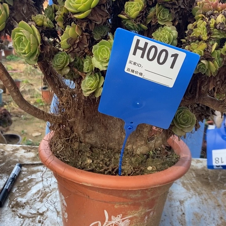 用***4H001万胜节缀化老桩