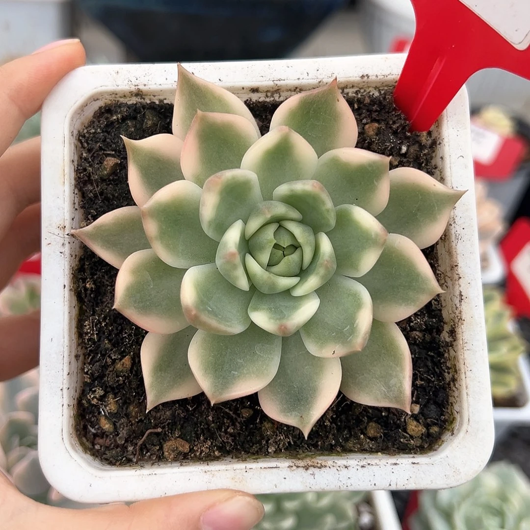 95号琉璃盏锦多肉植物